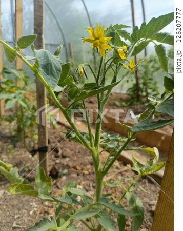 A tomato plant with yellow blossoms in a greenhouse representing home gardening and organic food 128207777