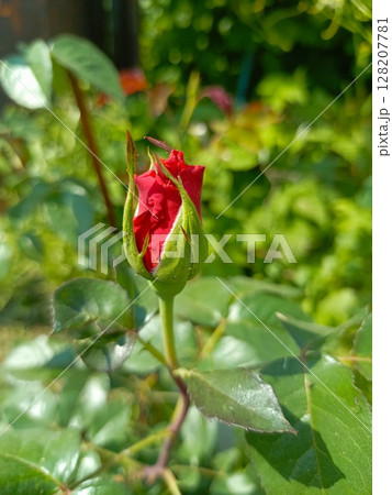 A red rosebud in a garden in a close-up representing love and new beginnings A red rosebud in a garden in a close-up representing love and new beginnings 128207781