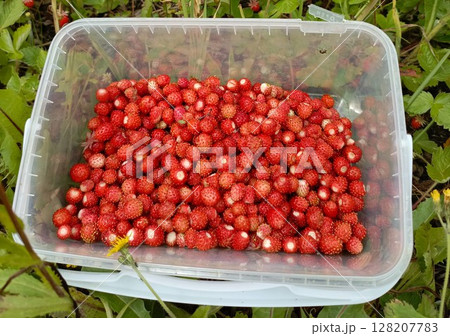 Wild strawberries in a plastic container on the ground representing fresh harvest and nature's gifts Wild strawberries in a plastic container on the ground representing fresh harvest and nature's gifts 128207783