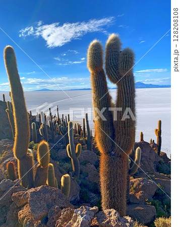 Giant Cacti in desert 128208108