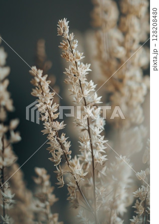 Close-Up of Brown Seed Pods Against a Soft Focus Green and Blue Background Close-Up of Brown Seed Pods Against a Soft Focus Green and Blue Background 128208480