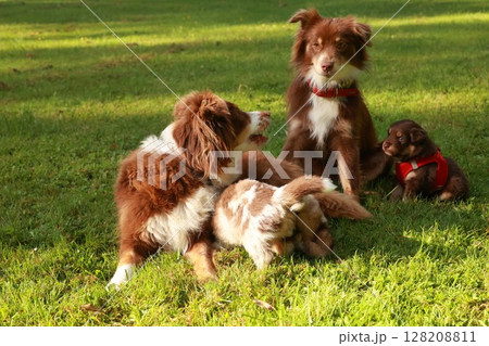 Group of dogs are playing in a grassy field Group of dogs are playing in a grassy field 128208811