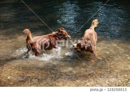 Two dogs are playing in a river Two dogs are playing in a river 128208813