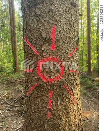 Tree with red paint on it and a circle drawn in the middle Tree with red paint on it and a circle drawn in the middle 128208818