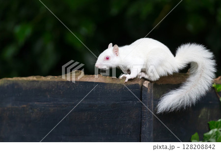 Portrait of a cute albino grey squirrel standing on a garden fence, UK Portrait of a cute albino grey squirrel standing on a garden fence, UK 128208842