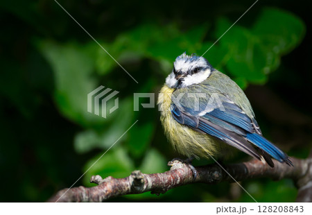 Portrait of a blue tit juvenile perched on a tree branch 128208843