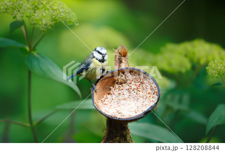 Blue tit juvenile feeding from suet filled coconut bird feeder in a garden 128208844