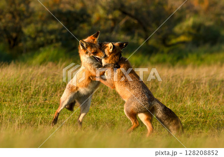 Two cute red fox cubs playing in a meadow 128208852