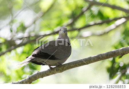 Eurasian collared dove perched on a tree branch Eurasian collared dove perched on a tree branch 128208853