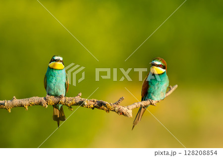 Colorful European bee-eaters perched on branch during summer Colorful European bee-eaters perched on branch during summer 128208854