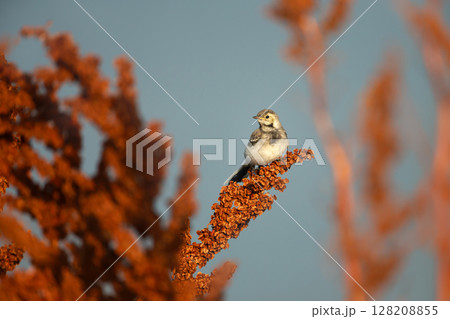 White Wagtail chick perched on a twig 128208855