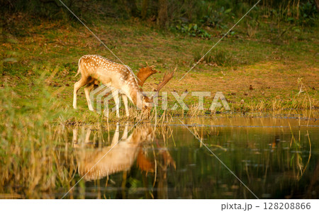 Fallow deer stag drinking water from a pond 128208866