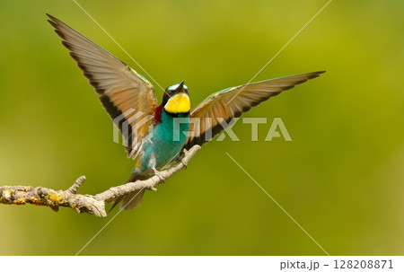 Colorful bee-eater with wings spread perched on branch during summer 128208871