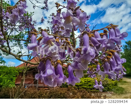 Flourishing Flowers in Botanical Garden 128209434