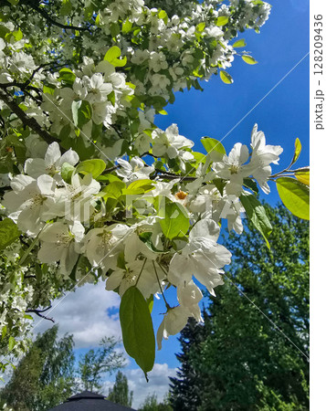 Flourishing Flowers in Botanical Garden 128209436