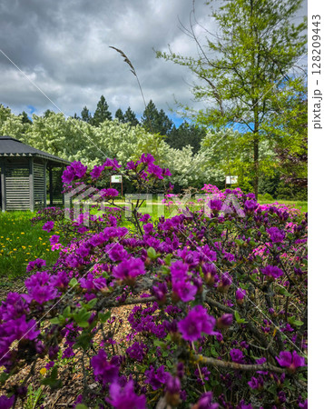 Blooming Flowers in Botanical Garden 128209443