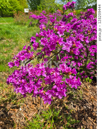 Blooming Flowers in Botanical Garden 128209444