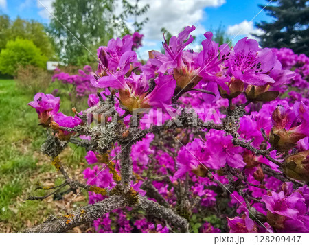 Blooming Flowers in Botanical Garden 128209447