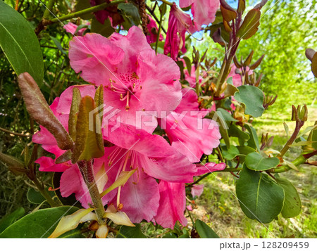 Floral Paradise in Botanical Garden 128209459