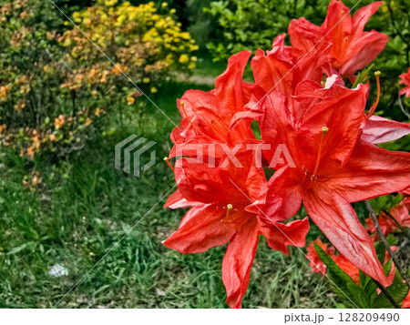 Colorful Spring Flowers in Botanical Garden Colorful Spring Flowers in Botanical Garden 128209490