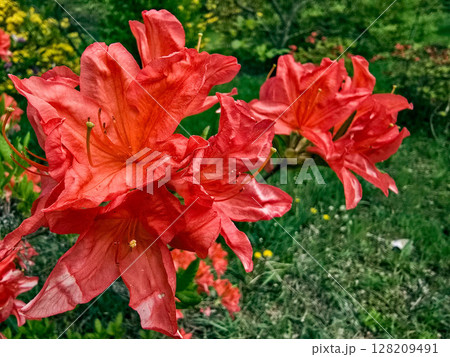 Colorful Spring Flowers in Botanical Garden Colorful Spring Flowers in Botanical Garden 128209491
