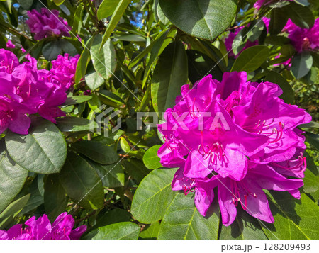 Colorful Spring Flowers in Botanical Garden 128209493