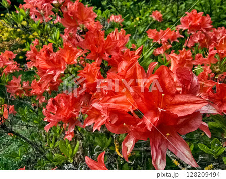 Colorful Spring Flowers in Botanical Garden 128209494