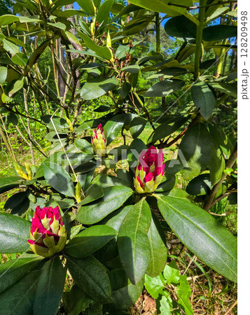 Spring Bloom in Botanical Park 128209498