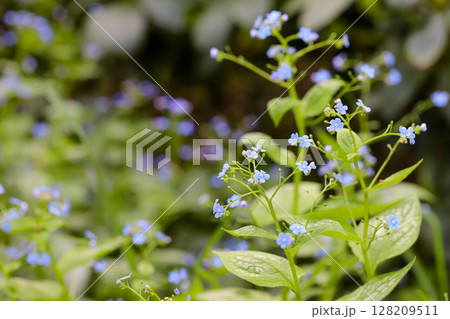 Floral Diversity in Botanical Garden 128209511