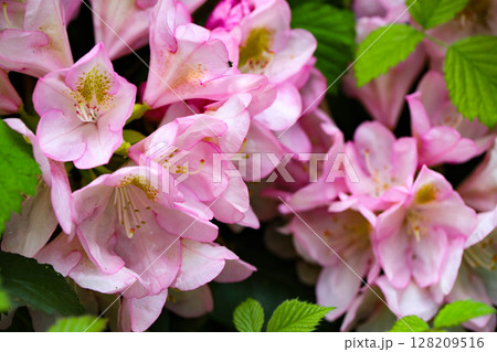 Blooming Botanical Garden botanical garden 128209516