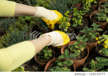Female hands in gloves gently reposition a plant for better growth. Female hands in gloves gently reposition a plant for better growth. 128210777