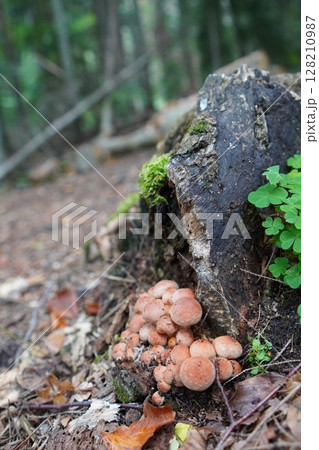 mushrooms in the forest 128210987
