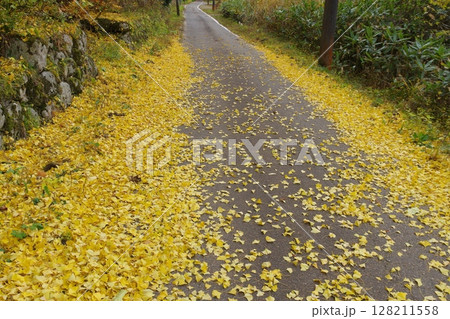 道路上の黄色いイチョウの落ち葉 道路上の黄色いイチョウの落ち葉 128211558