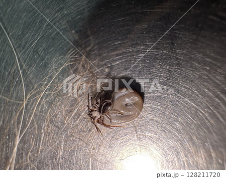 Bug is laying on a shiny surface Bug is laying on a shiny surface 128211720