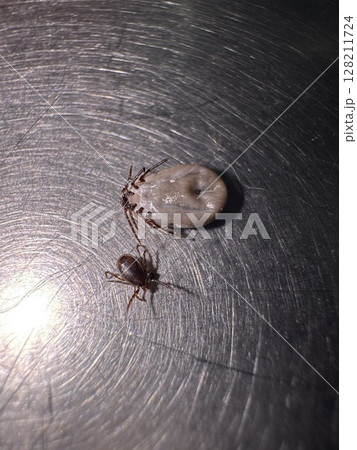 Bug is on a table next to another bug Bug is on a table next to another bug 128211724