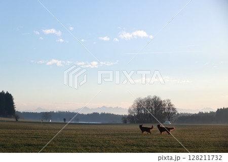 Two dogs are running in a field with a clear blue sky in the background 128211732