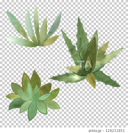 Set of 3 types of succulents. Aloe, Kalanchoe. Home gardening. Isolated watercolor illustration. 128211851