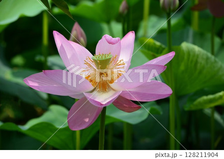 開花した蓮の花 128211904