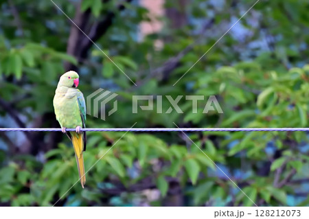 住宅地の電線に止まる野生のワカケホンセイインコ 128212073