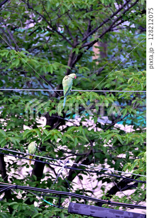 住宅地の電線に止まる野生のワカケホンセイインコ 128212075