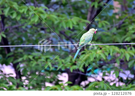 住宅地の電線に止まる野生のワカケホンセイインコ 128212076