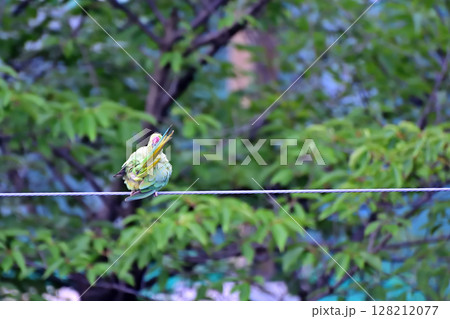 住宅地の電線に止まる野生のワカケホンセイインコ 住宅地の電線に止まる野生のワカケホンセイインコ 128212077