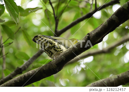 アオバト 128212457