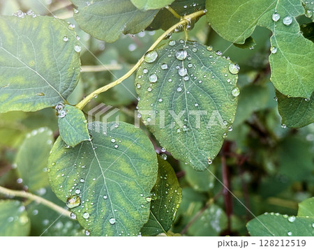 Raid drops on leaves. Morning dew on plants, Nature after rain. Natural background. Raid drops on leaves. Morning dew on plants, Nature after rain. Natural background. 128212519
