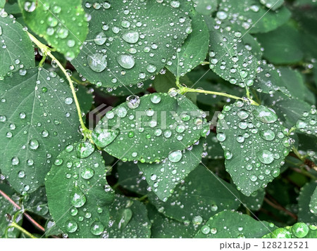 Raid drops on leaves. Morning dew on plants, Nature after rain. Natural background. Raid drops on leaves. Morning dew on plants, Nature after rain. Natural background. 128212521