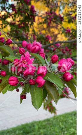 Branch with pink apple flowers. Garden of fruit trees in full bloom. Blooming apple orchard. Vertical nature photography. Branch with pink apple flowers. Garden of fruit trees in full bloom. Blooming apple orchard. Vertical nature photography. 128212543