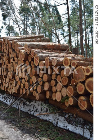 切り出された杉の丸太 山形県庄内 128212625