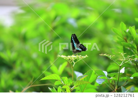 アオスジアゲハ アオスジアゲハ 128212761