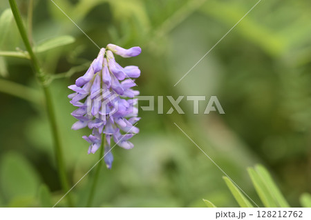 草藤 草藤 128212762