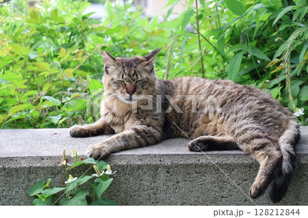 横たわり目をつぶるとら猫のいる風景 横たわり目をつぶるとら猫のいる風景 128212844